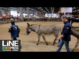Salon International de l'Agriculture 2025 - Dernière journée / Paris - France 02 mars 2025