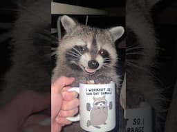 Trash Panda Feeding