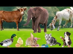 Farm Animal Food: Chicken, Dog, Duck, Pig, Cow, Sheep, Goat, Cat – Farm Animals