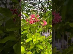 #ছাদবাগান #মাধবীলতা #অপরাজিতা #নীলকন্ঠ