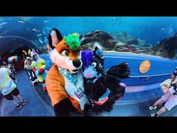 Furry Weekend Atlanta 2025 (FWA 2025) - Random Clips