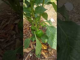 Fruiting At 4 Weeks Old #Capsicum