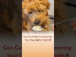 Can Curd Help In Improving Your Dog’s 🦮 Gut Health❓
