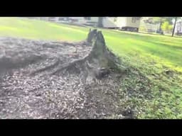 Walking around the Ponderosa