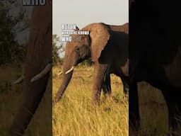The Matriarch Effect: How Menopause Makes Elephants Leaders