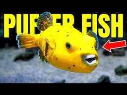 Saltwater Pufferfish - The Sassiest Fish In The Hobby