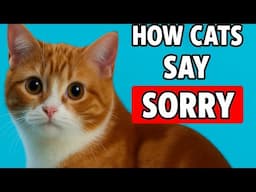 HOW DO CATS APOLOGIZE TO HUMANS?