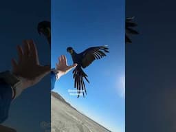 My MACAW PARROT LOVE choose “HIS Way” to LAND on the CAR instead ON ME and THAN THIS HAPPENS!