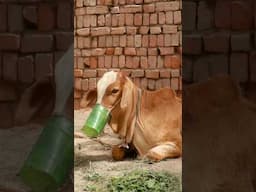 Very Hot Weather today #rabiaahmadvlogs #food #villagelife #cooking #recipe #youtubeshorts #shorts