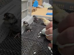 Hatching Ameracauna Chicks
