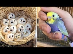 Smart And Funny Parrots Parrot Talking Videos Compilation (2025) - Cute Birds #15