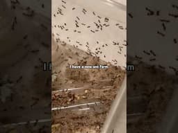 I have so many ants now 😵‍💫