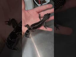 40 NEW leos added to website! 🥳🦎 #leopardgeckos