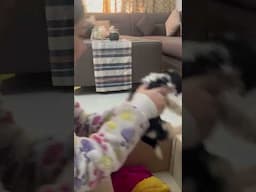 Epic reaction of our #shitzu female after #unboxing #male  #puppy #chandigarh