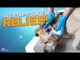 Best Treatments for Dog Ear Infections (That Actually Work!)