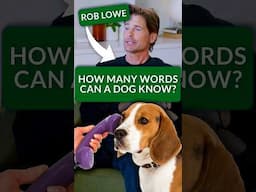 Rob Lowe Guesses How Smart Dogs Are (Puppy Cuddles at Stake!)
