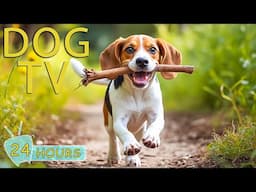 DOG TV: Video Entertain to Relieve Stress & Anxiety for Dogs While You're Away Home - Music for Dogs