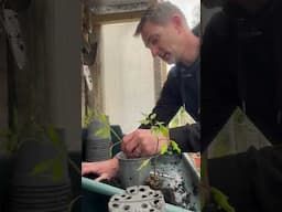 What To Do With Your Excess Tomato Plants #tomato #growyourown #gardening #shortvideo #reels