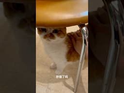 阿咪今天辛苦了 #shorts
