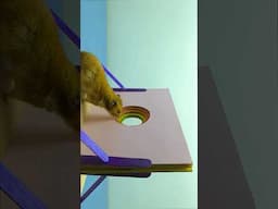 Challenge hamster to overcome obstacles p2 #hamsterstories #pets #shorts