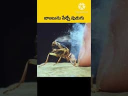 🐞డిక్కీ తో సమాధానం చెప్పే పురుగు
