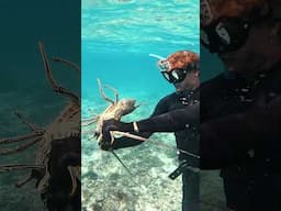 GIANT LOBSTER Snatched BARE HANDS!!! #shorts #fishing