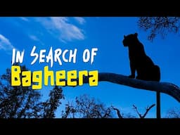 Still Searching for the Black Leopard in Pench Tiger Reserve - 4K Video Hindi | हिन्दी