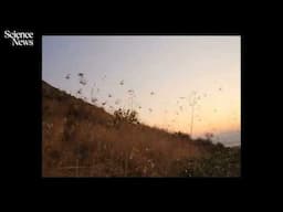Watch crowds of bats navigate (mostly) accident-free | Science News
