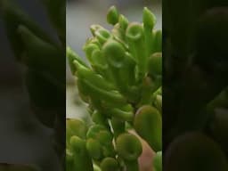 Garden Envy 🌱🌊