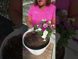 How to Plant a Flower Pillow from Proven Winners