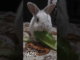 bunny asmr, anyone? 🐰🥬#bunnies #bunny #asmr