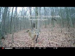 Trail Camera Footage - Deer didn't like the Apples?! -Guard Dog at Work