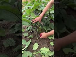 pruning for better growth and air circulation #pruning #gardening #eggplant