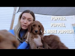PUPPIES, PUPPIES, & MORE PUPPIES! | Upcoming litters, current litter updates, & more