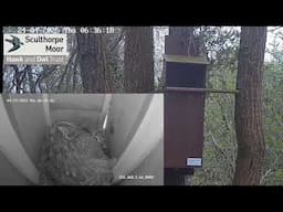 Sculthorpe Tawny Owl Live