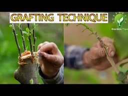 Popular Method 😨Of GRAFTING PLANTS  | Grafting Tips🍀 #grafting #videos #skill