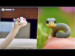 10 Most Beautiful Snakes In The World