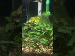I Love My Double Sword Guppies!