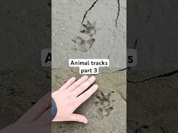 What Florida animal made these tracks? Part 3