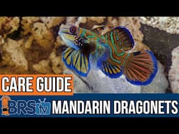 This Saltwater Fish is a Reef Tank SHOWSTOPPER!