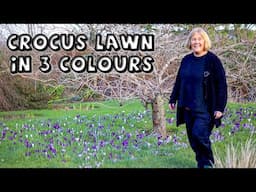 Crocus Lawn of 3 Colours & 2K Bulbs