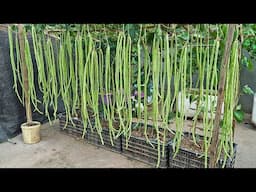 No more vegetable shopping since we started growing beans—easy and productive.