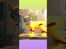 SAVE CAT ON RAINY DAY