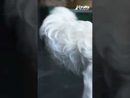 Who doesn't love a waggy tail?