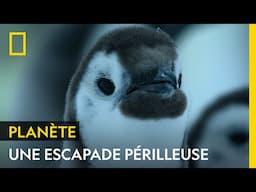 Des centaines de bébés manchots sont coincés sur une falaise de 15 mètres de haut