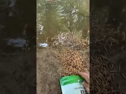 Checking on the creek fish after 4 inches of rain. Day 16 of Homestead Diaries #creeklife #homestead