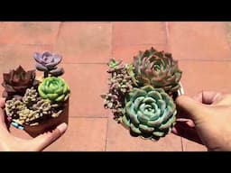 JUST REALISED  THIS VARIETY NEED ALOT OF DIRECT SUN | SUCCULENT CARE TIPS