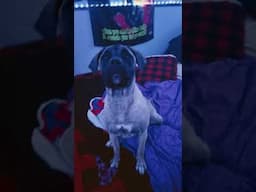 #work #boss #bullmastiffs #bullmastiff #dogs #dog #lateforwork #funny #shortvideo #shorts #fyp
