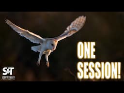 Barn Owl Photography Made EASY