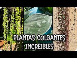 5 plantas colgantes raras para principiantes y consejos para su cuidado || La Huertina De Toni